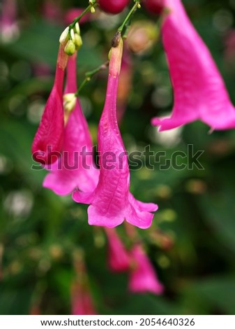 Closeup pink flowers Strobilanthes cusia Blume Nees ,Chinese rain bell with soft selective focus for pretty background ,macro image ,delicate dreamy beauty of nature .copy space ,lovely wallpaper