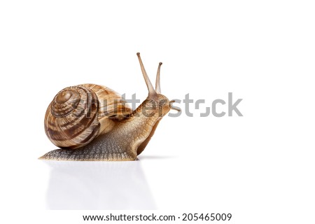 Snail isolated on white Royalty-Free Stock Photo #205465009