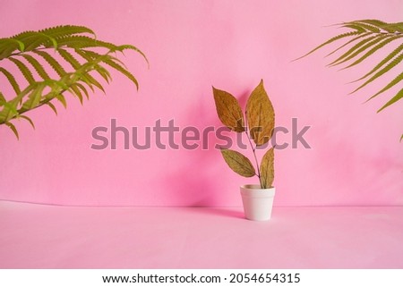 minimalist concept idea. dry leaves on a white pot on a pink background. summer concept
