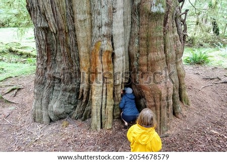 A mother and daugher having fun exploring the forest of sitka spruce or Picea sitchensis, along the beautiful golden spruce trail in Haida Gwaii, British Columbia, Canada