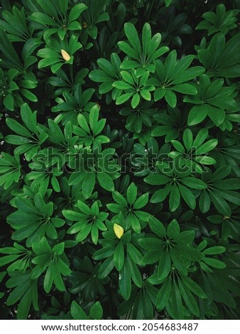 green leaves for background and wallpaper