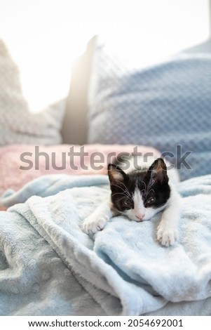 sleeping cute kitten on the white background.beautiful cat