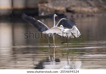 Gray heron and Egret,Wildlife in natural habitat