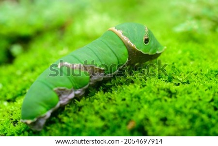 Common Mormon larva close-up macro photograph.
