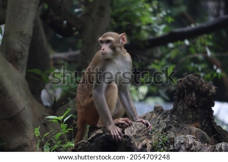 monkey in zoo in India, a perfect picture of a monkey sitting on a tree beautiful grey background