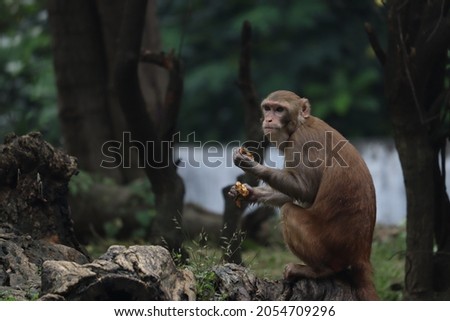 monkey in zoo in India, a perfect picture of a monkey sitting on a tree beautiful grey background