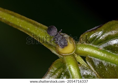 Small Adult Black Turtle Ant of the Genus Cephalotes eating on the extrafloral nectary of a plant  Royalty-Free Stock Photo #2054716337