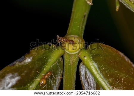 Adult Female Big-headed Ant of the Genus Pheidole eating on the extrafloral nectary of a plant  Royalty-Free Stock Photo #2054716682