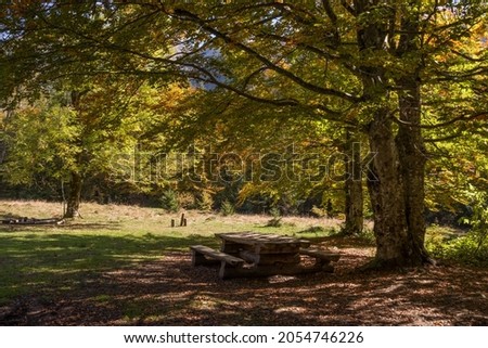 bench and table in the autumn forest