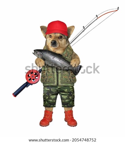 A beige dog fisher in a red cat with a fishing rod caught a trout. White background. Isolated.