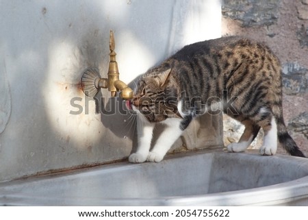 stray cat drinking water on a historical ottoman fountain was built in 1558, in the street , bronze tap marble bowl , Istanbul, Turkey