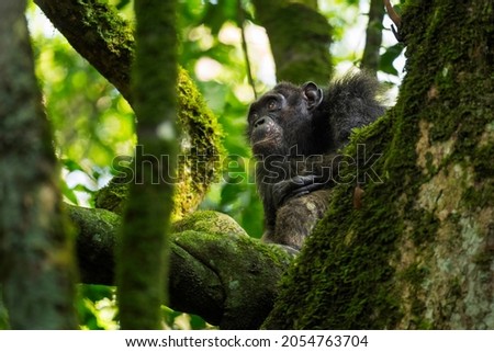 Common Chimpanzee - Pan troglodytes, popular great ape from African forests and woodlands, Kibale forest, Uganda. Royalty-Free Stock Photo #2054763704