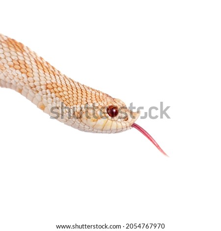 Western hog-nosed snake, Heterodon nasicus against white background