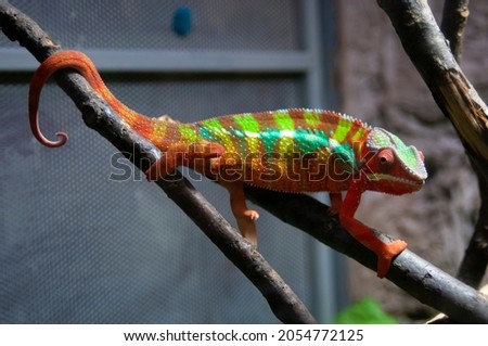 Panther chameleon in gorgeous colors