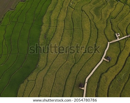 view of green and yellow rice fields seen from above with drone