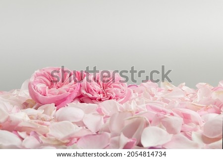Romantic rose petals and pink rose flowers with clean background and free area for label. 