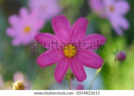 Flower pink plant beatiful closeup back background green garden