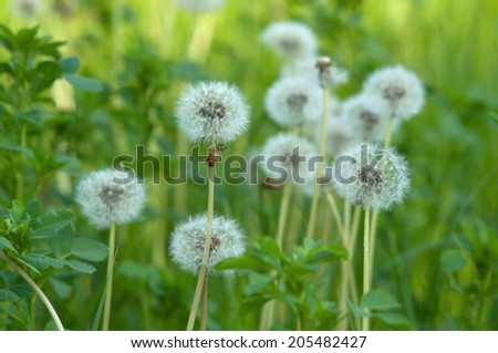 Flowers of Dandelion (Taraxacum) on a field close-up