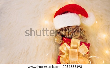 A kitten in a Santa hat is lying and sleeping in an embrace with a gift among the Christmas lights