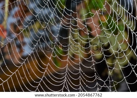 Barn Spider Web wet after heavy fog Royalty-Free Stock Photo #2054867762
