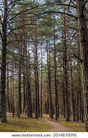 Vertical photo of small pathway covered with pine corns leads to forest between high pine tree trunks during spring day. Sunny and silent day at pine tree forest. 