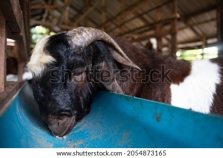 goat on family farm . Portrait of a goat on a farm in the village. Beautiful goat posing.