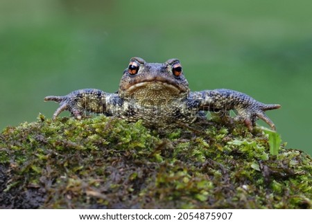 Common toad or european toad (Bufo bufo) walking on a mossy rock with green forest background. Funny and annoyed frog looking at the camera. Cute amphibian spreading its front legs.