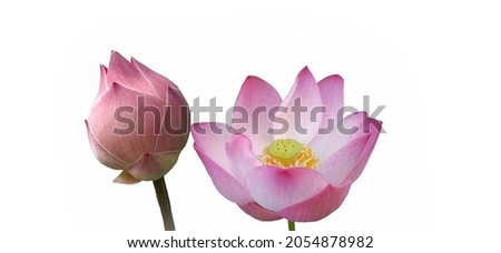 Pink lotus flowers on a white background.