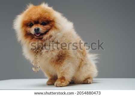 Peach fluffy pomeranian dog with golden dollar chain