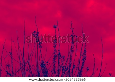 Creepy tree silhouette on a red cloudy sky background