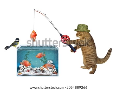 A beige cat in a green hat catches goldfish from a square aquarium.