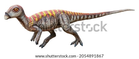 Leaellynasaura is a genus of small herbivorous ornithischian dinosaurs from the Albian stage of the Early Cretaceous, Leaellynasaura isolated on white background with clipping path Royalty-Free Stock Photo #2054891867