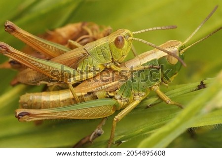Closeup on a pair of Meadow grasshoppers, Chorthippus parallelus, mating in the grass Royalty-Free Stock Photo #2054895608