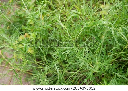 Rucola (Arugula), plant in the garden. Arugula leaf close up. View from above. Area for text.	 Royalty-Free Stock Photo #2054895812