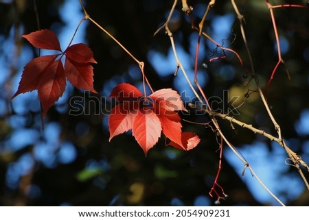 photos of autumn red-colored leaves