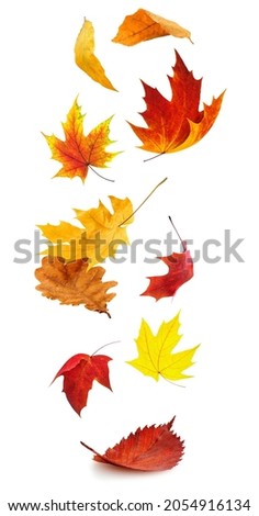 Falling autumn leaves. Red and yellow tree leaves in the air isolated on white background