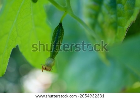 Closeup of single cucamelon growing in vines in a garden with green leaves in the background