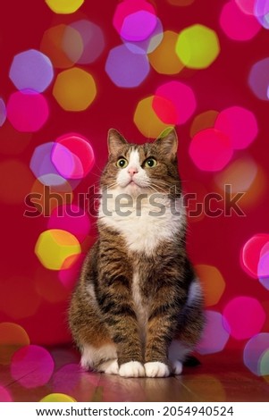 cute cat sits on a background of multi-colored bokeh on a red background, photo for New Year's Christmas picture