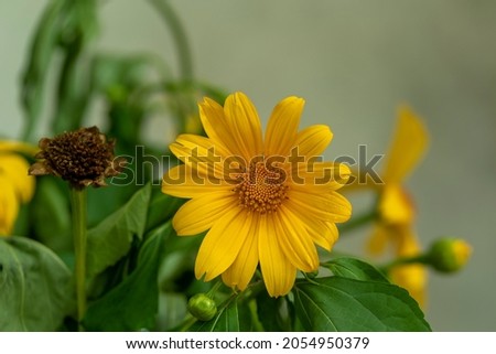 mexican sunflower stock photography in kerala
