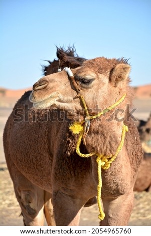 Camels in Moroccan Sahara Desert