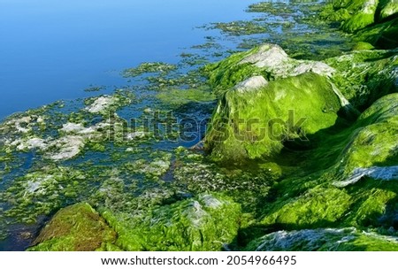 photos of aquatic plants, sea lettuce