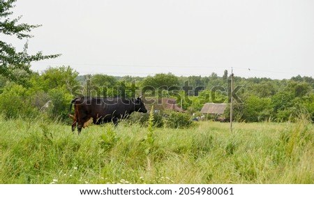 Photography on theme beautiful big milk cow grazes on green meadow under blue sky. Photo consisting of milk cow with long tail eat straw on meadow. Milk cow in grass meadow for tasty white liquid.