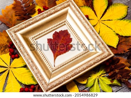 a red leaf of a tree in a gold frame lies on a background of colorful autumn leaves.