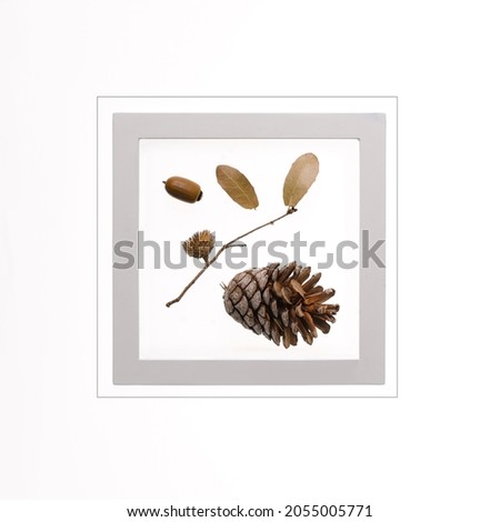 still life picture of small leaves with acorn and pine cone on the white background