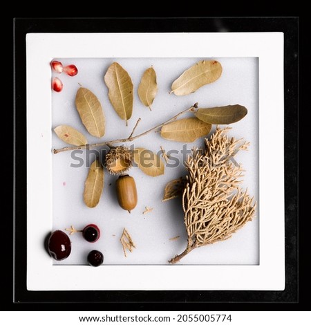 still life picture with small larch branch and acorn and berries on the white background