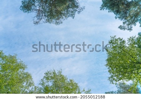 tree crowns in springlike green, view from bottom up. fir and beech leaves. blue sky with copy space 