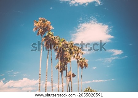 Tall palms on Promenade de la Croisette in Cannes, France. Stylized as old retro postcard, low contrast in shadows  Royalty-Free Stock Photo #2055020591