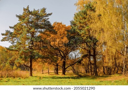 autumn forest on a sunny day