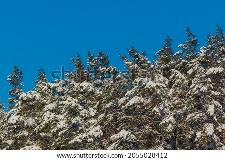 Branches of coniferous trees in the snow in the sunlight against the background of the blue sky. Background for design.