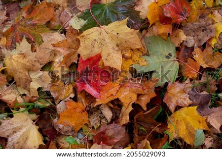 Autumn mood. Colorful fallen leaves on the lawn. A wonderful background for design. Top view. Horizontal frame.